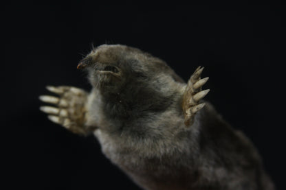 Dry Preserved Mole