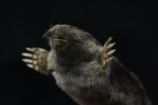 Dry Preserved Mole