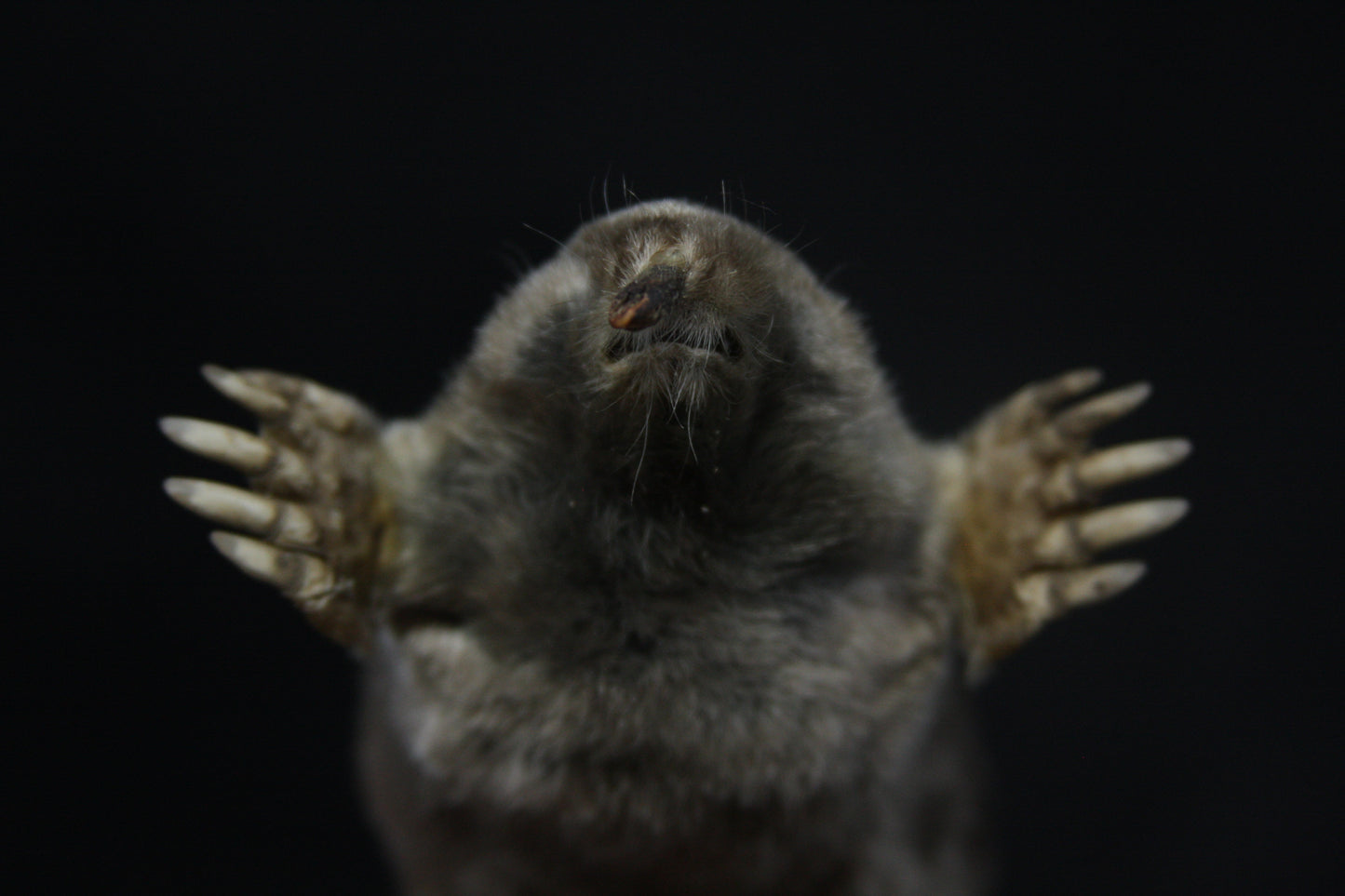 Dry Preserved Mole