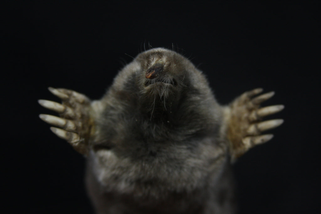Dry Preserved Mole
