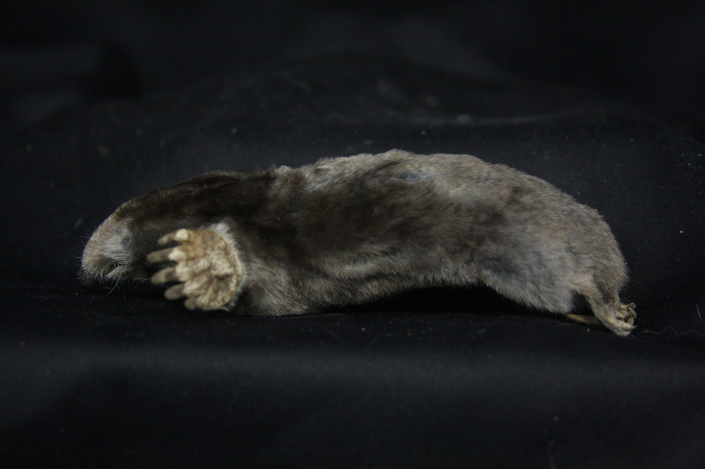 Dry Preserved Mole