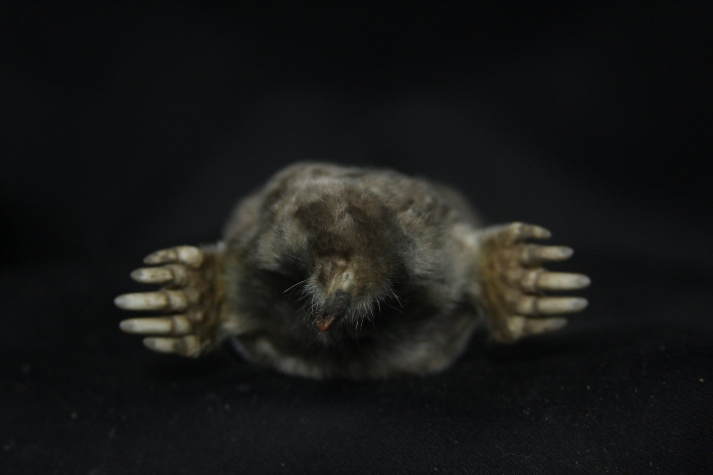 Dry Preserved Mole