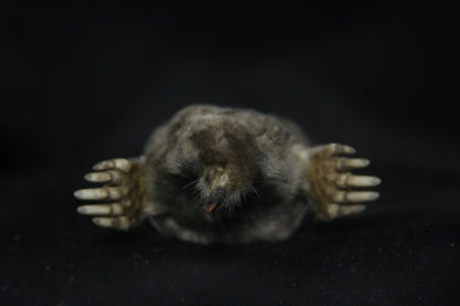 Dry Preserved Mole
