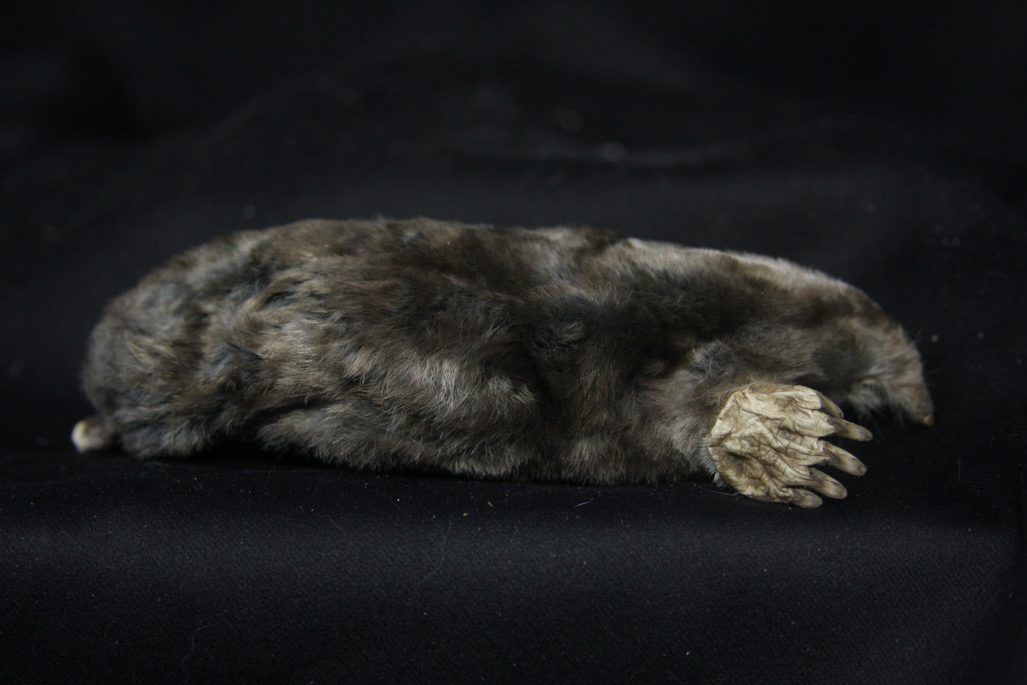 Dry Preserved Mole
