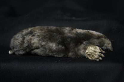 Dry Preserved Mole