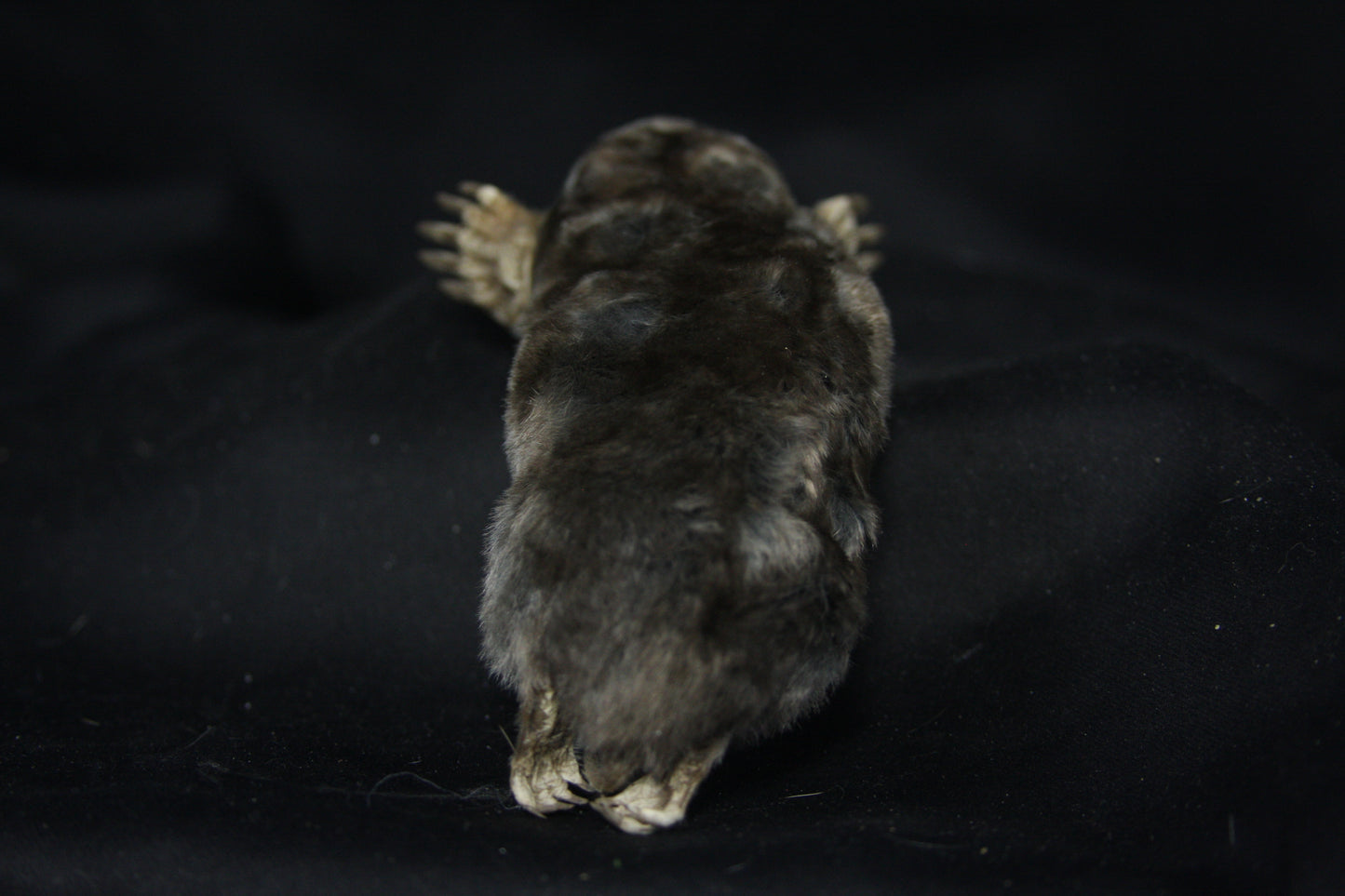Dry Preserved Mole