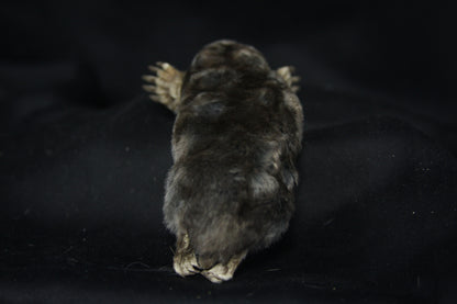 Dry Preserved Mole