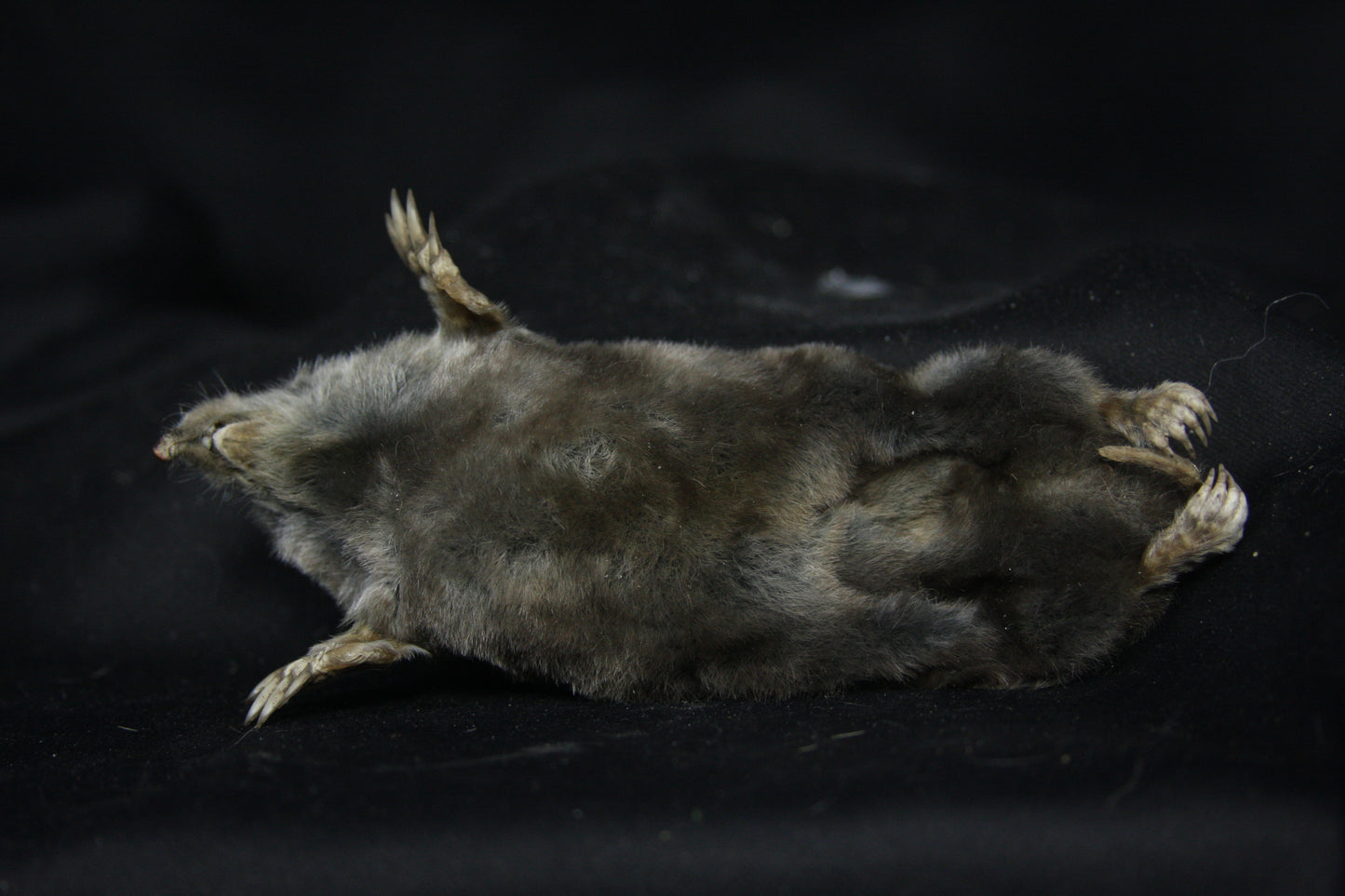 Dry Preserved Mole