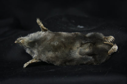 Dry Preserved Mole