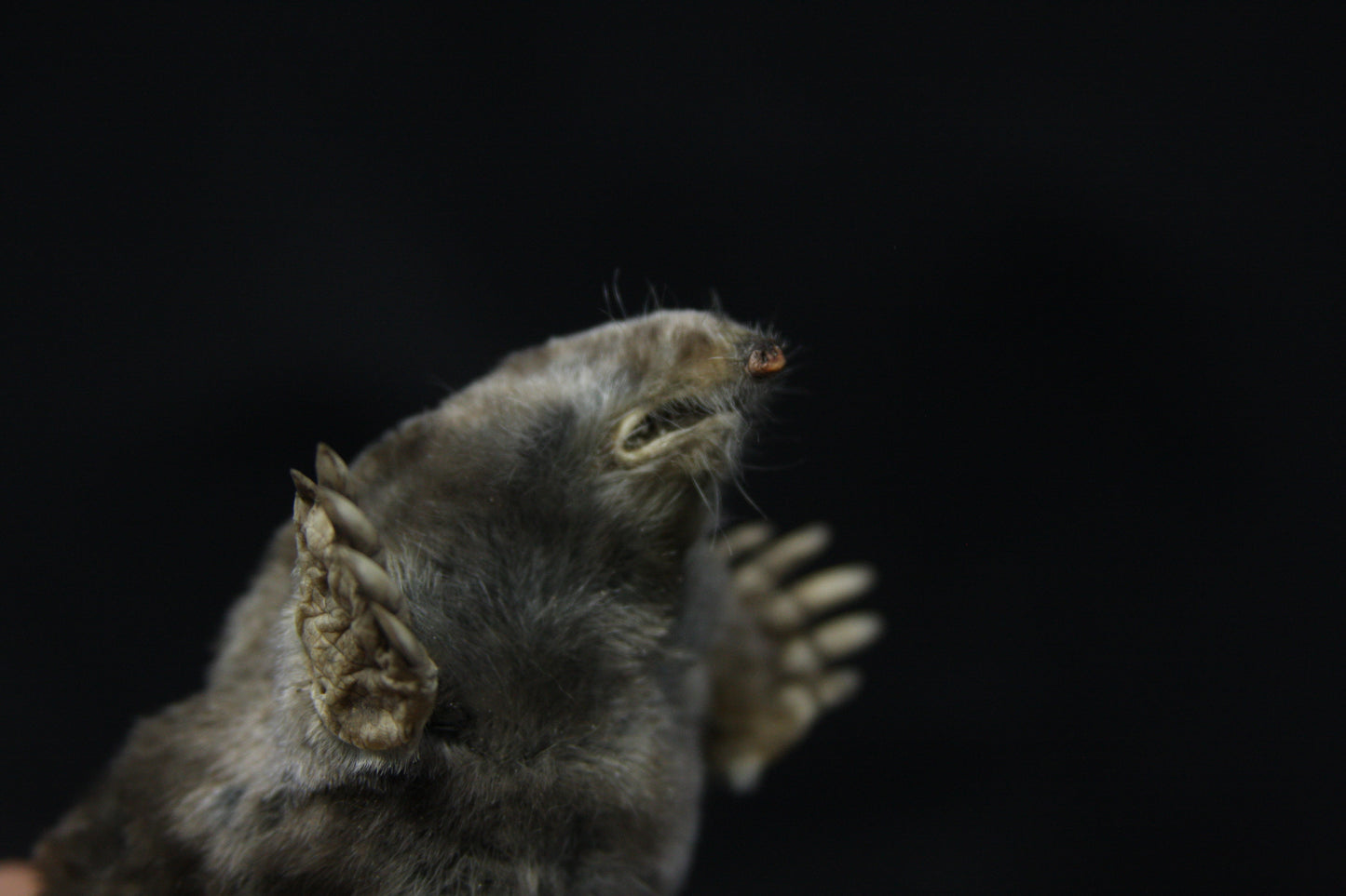 Dry Preserved Mole