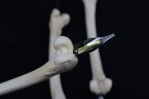 Bone Calligraphy Pen