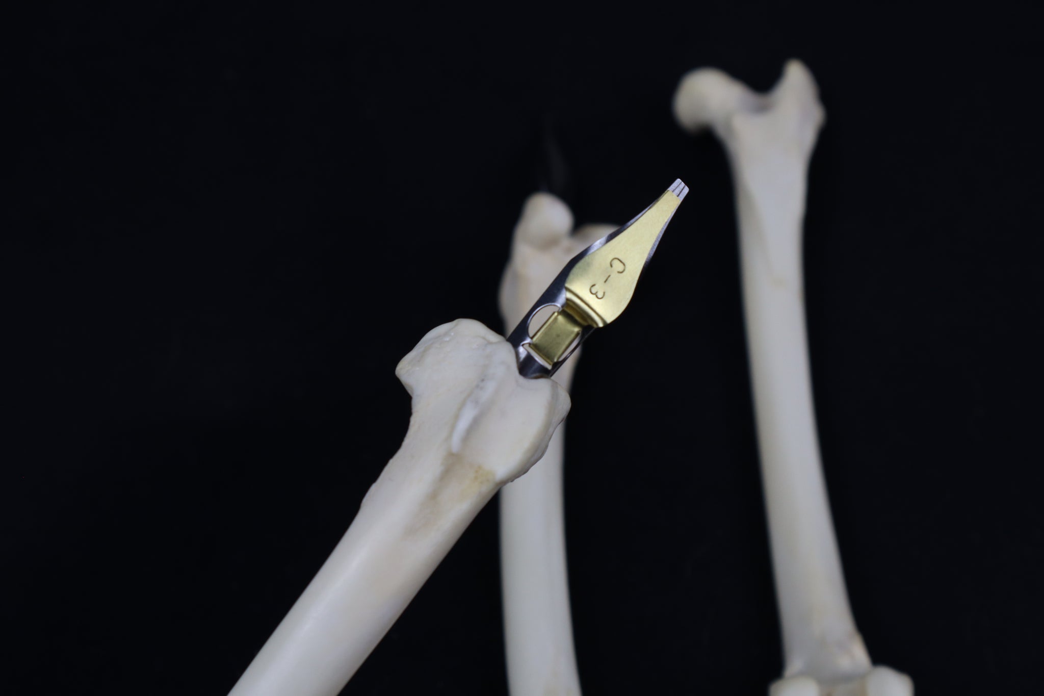 Bone Calligraphy Pen