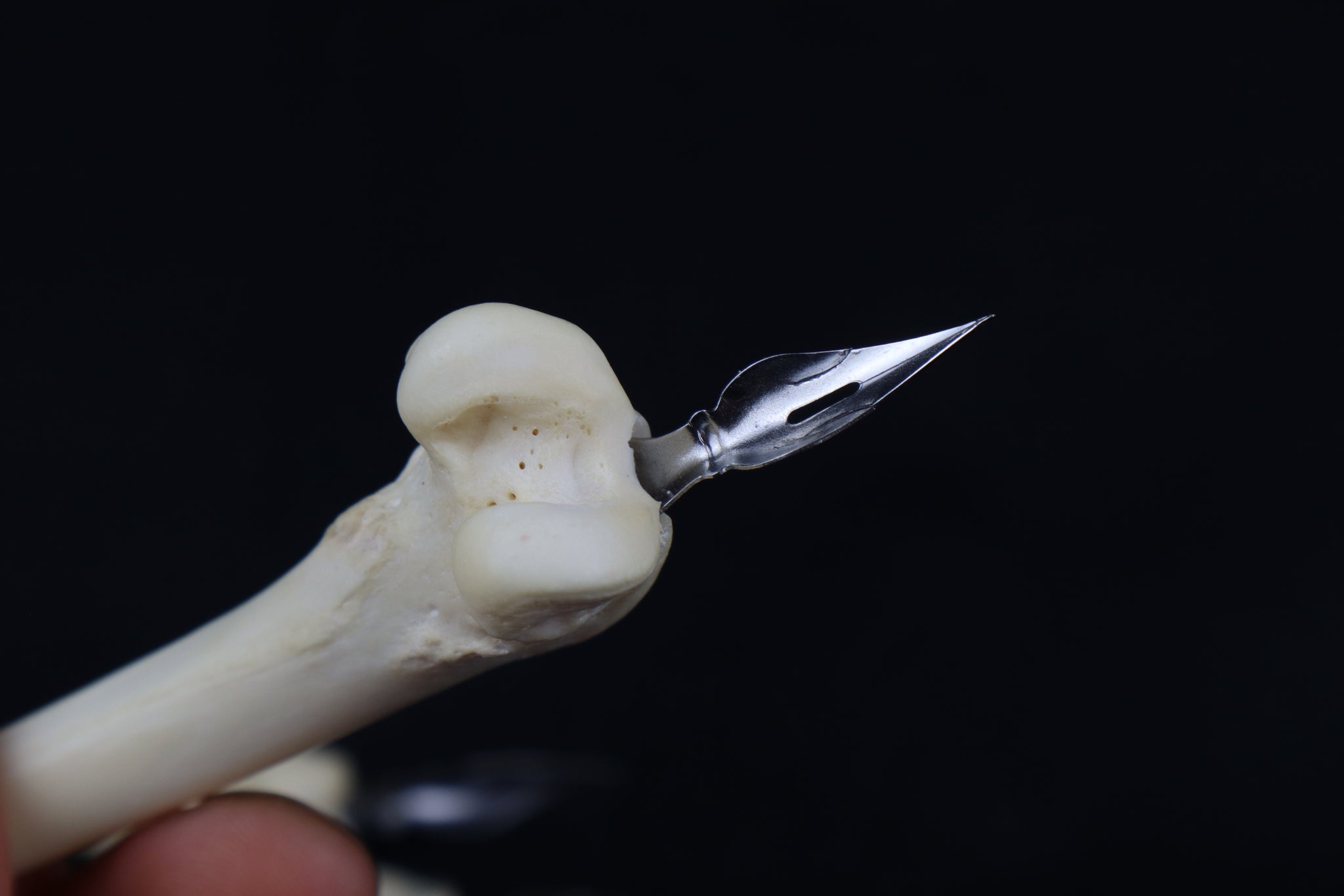 Bone Calligraphy Pen