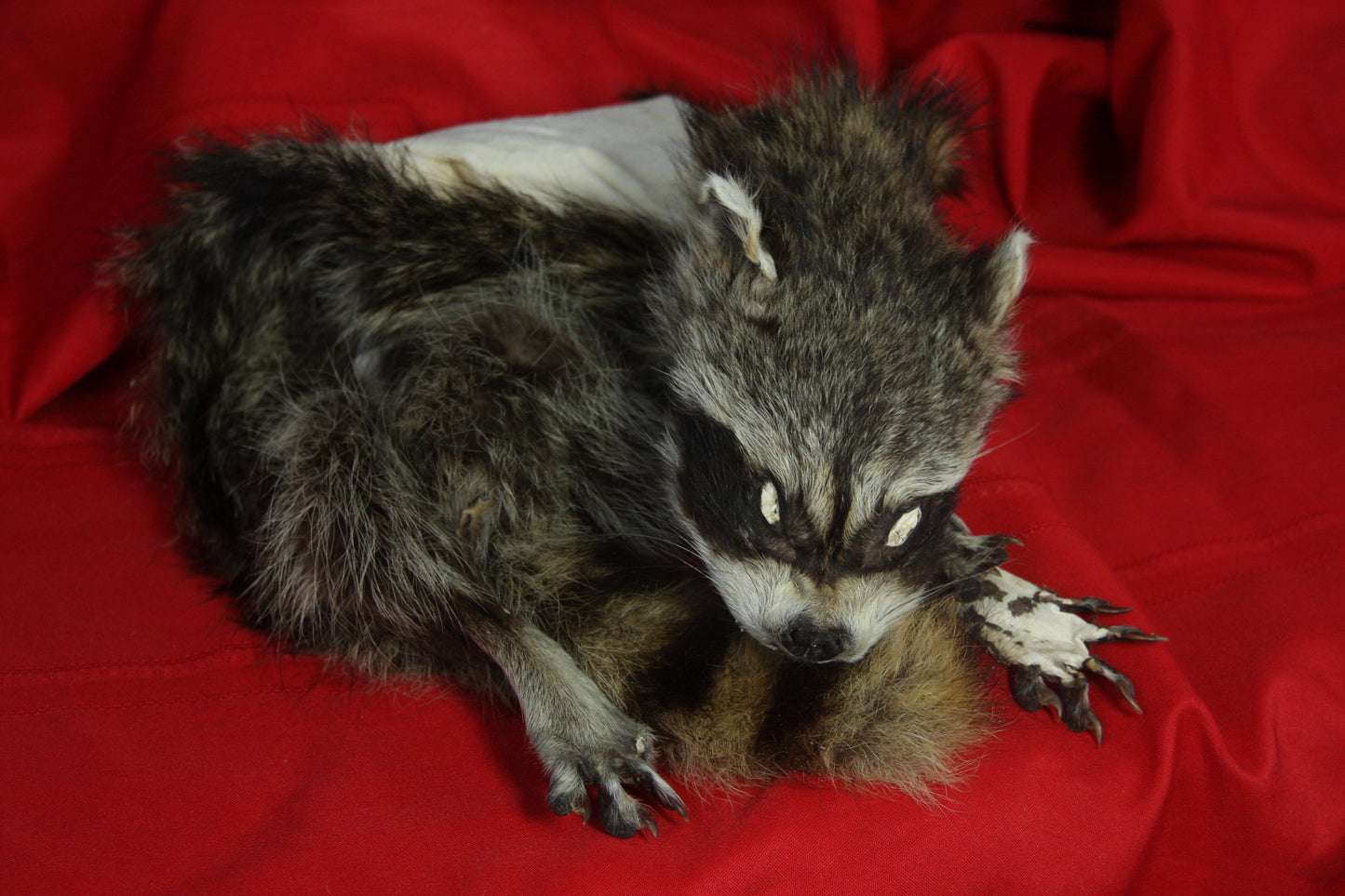Craft Lifesize Raccoon