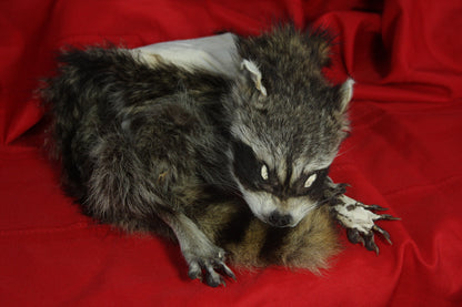 Craft Lifesize Raccoon