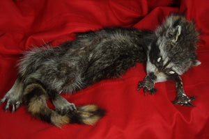 Craft Lifesize Raccoon