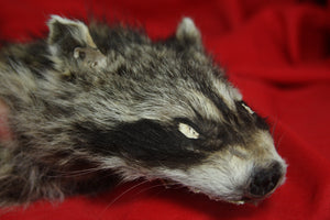 Craft Lifesize Raccoon