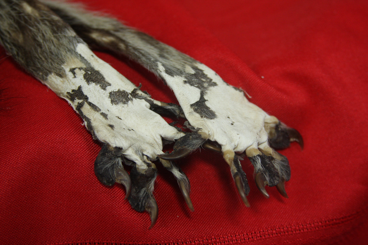 Craft Lifesize Raccoon