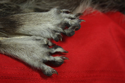 Craft Lifesize Raccoon