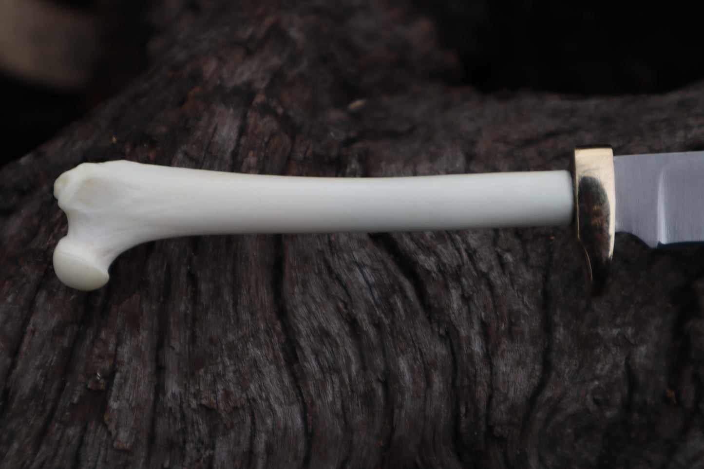 Polydactyl Cat Femur Knife