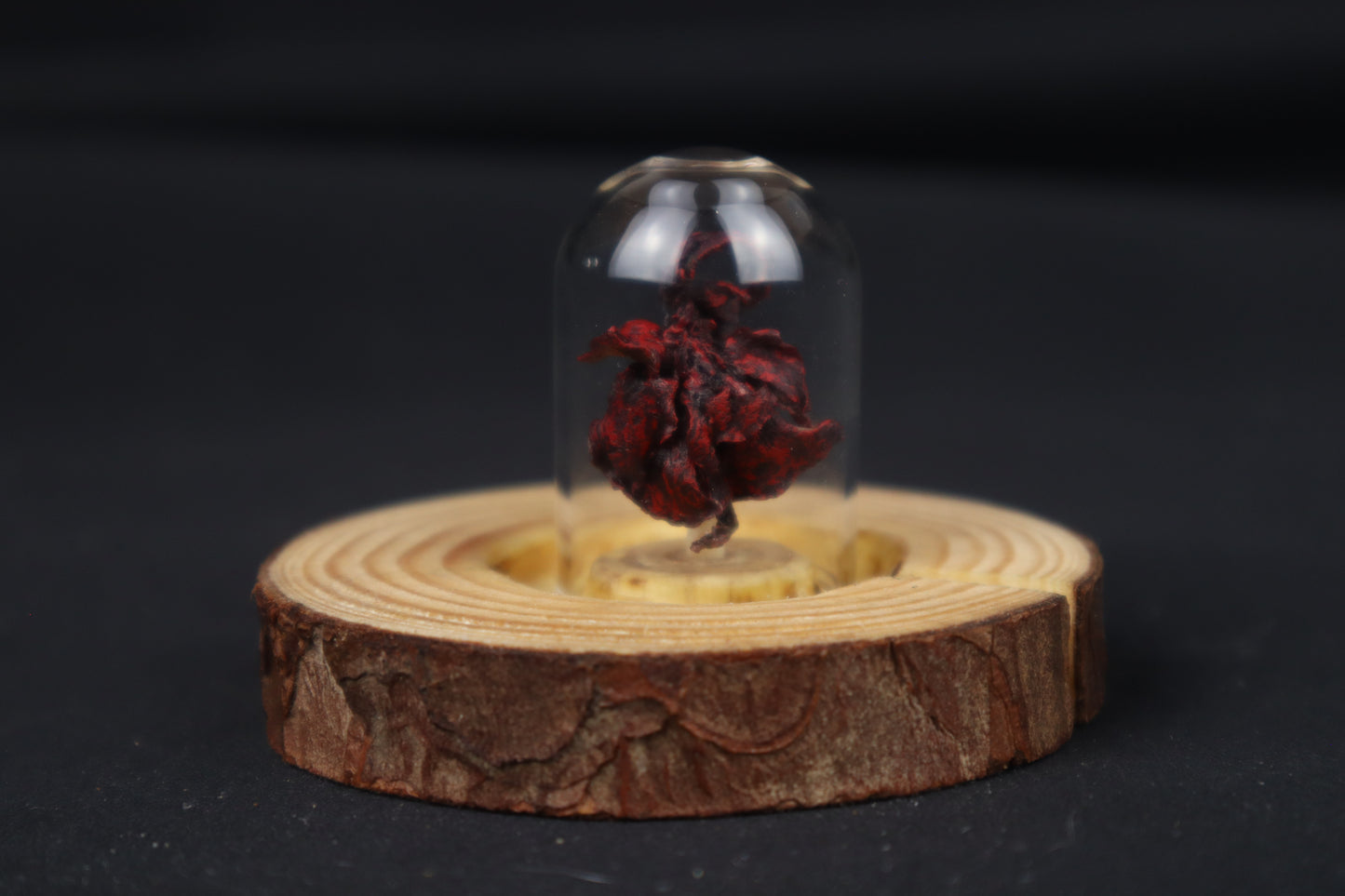 Dry Preserved Red Fox Kit Lungs in Glass Dome