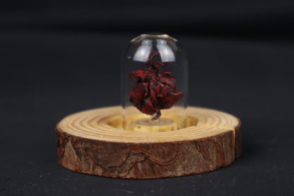 Dry Preserved Red Fox Kit Lungs in Glass Dome