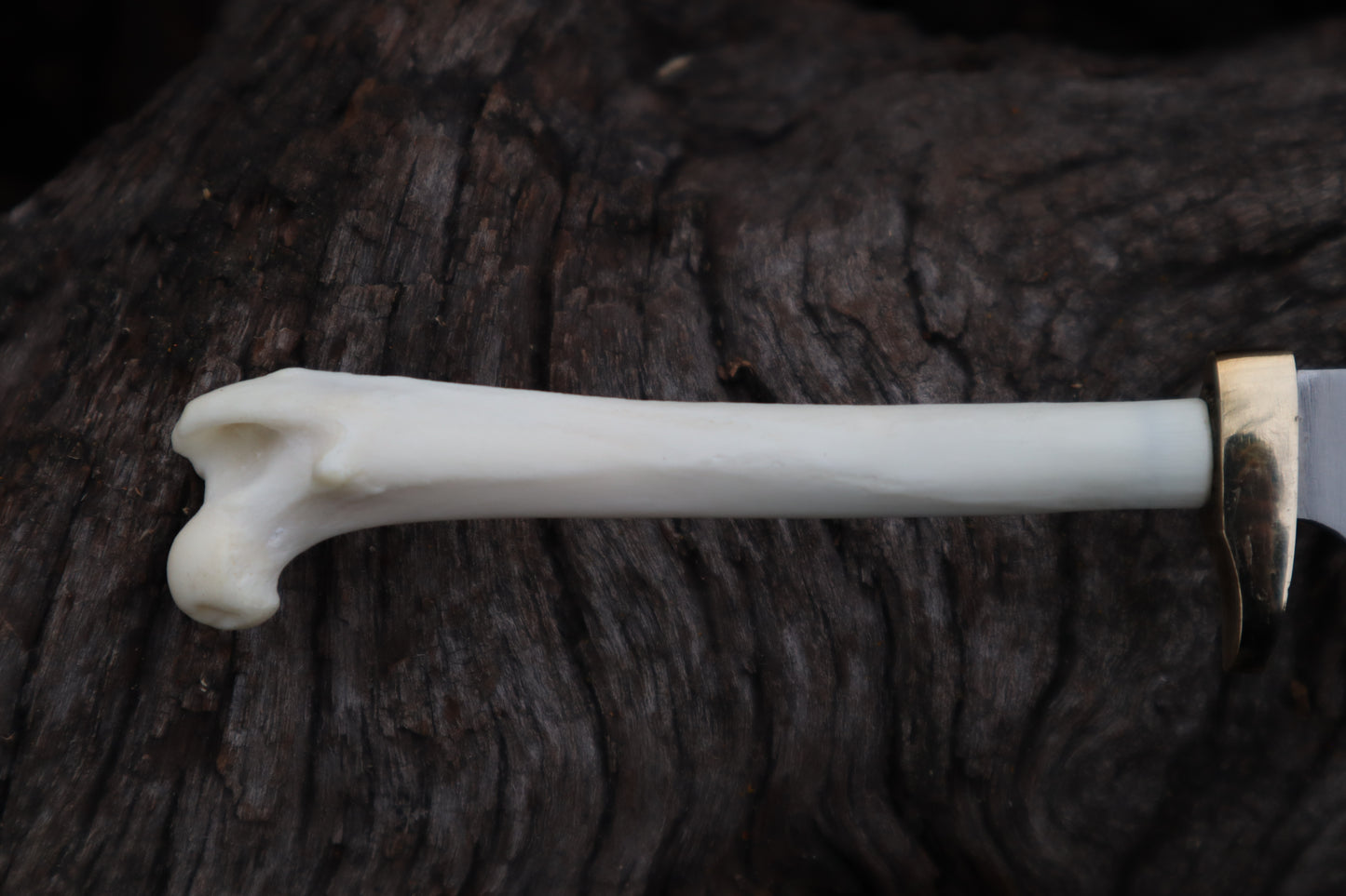 Polydactyl Cat Femur Knife