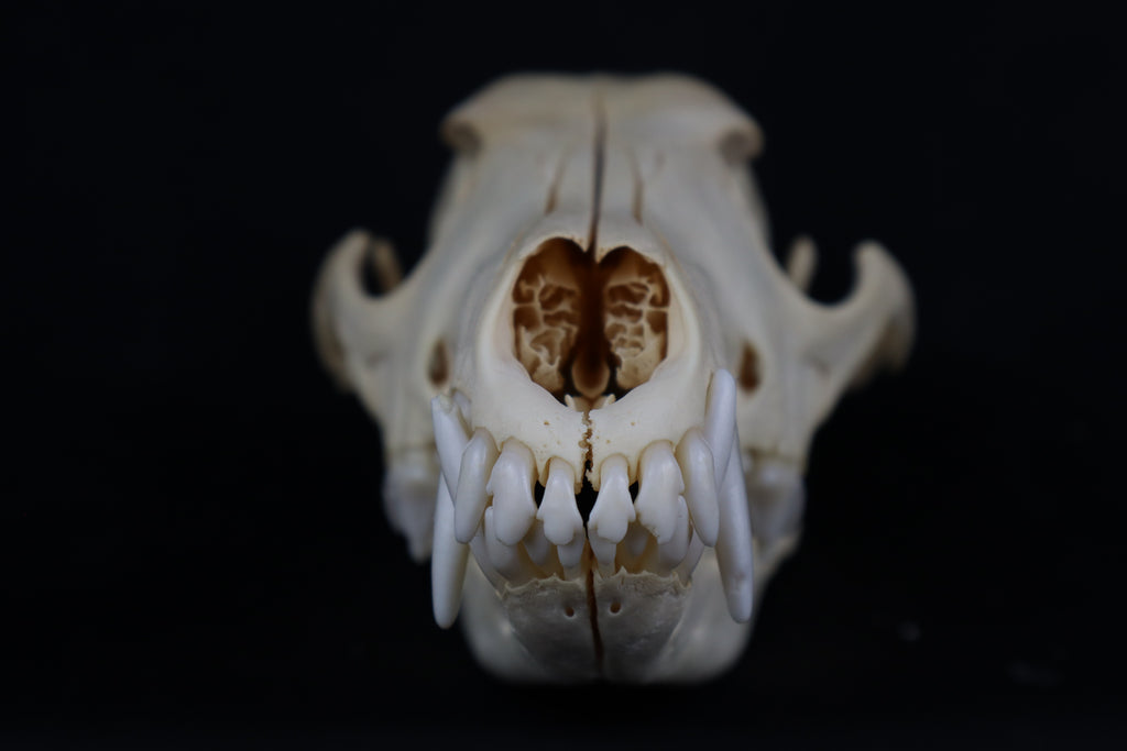 Craft Coyote Skull