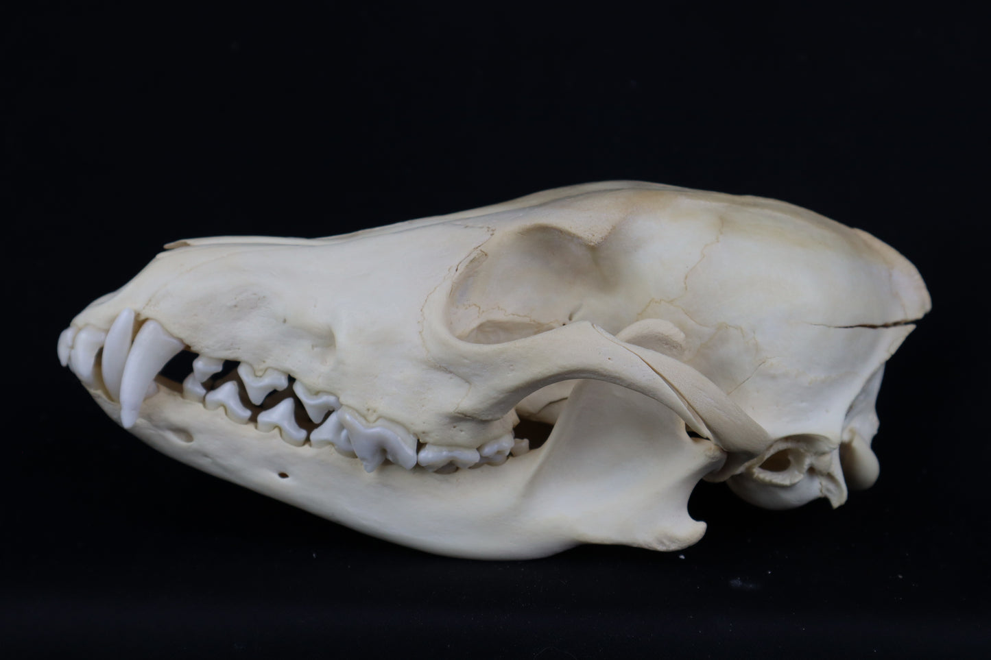 Craft Coyote Skull