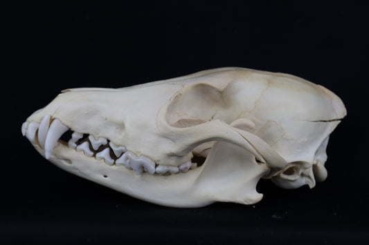 Craft Coyote Skull
