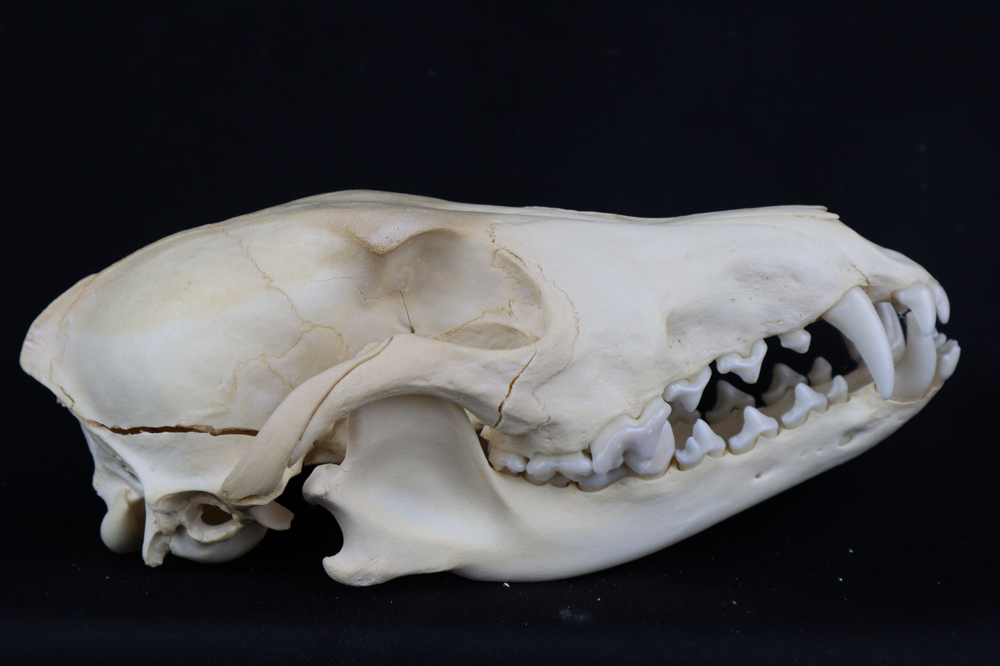 Craft Coyote Skull
