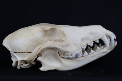 Craft Coyote Skull