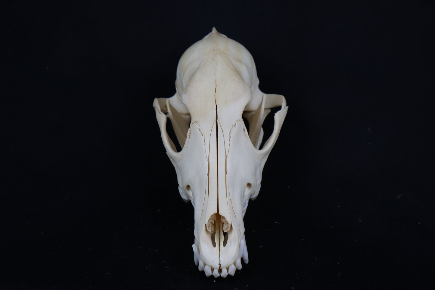 Craft Coyote Skull