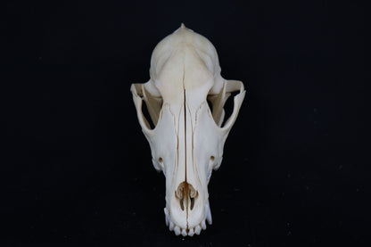 Craft Coyote Skull
