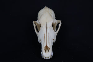 Craft Coyote Skull