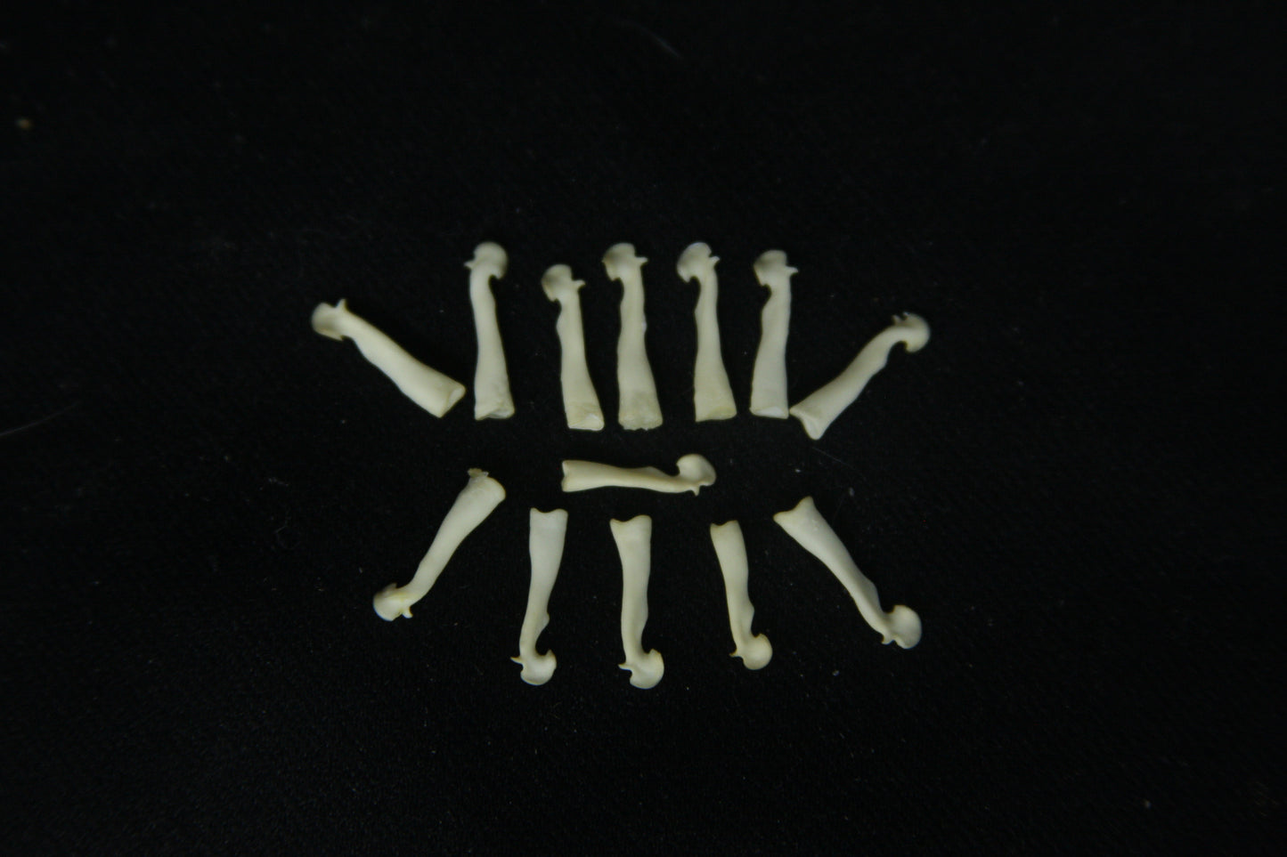Squirrel Baculum