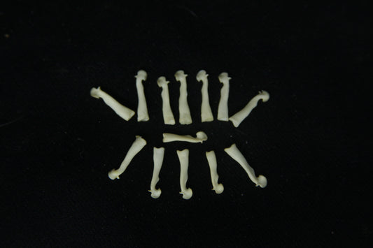 Squirrel Baculum
