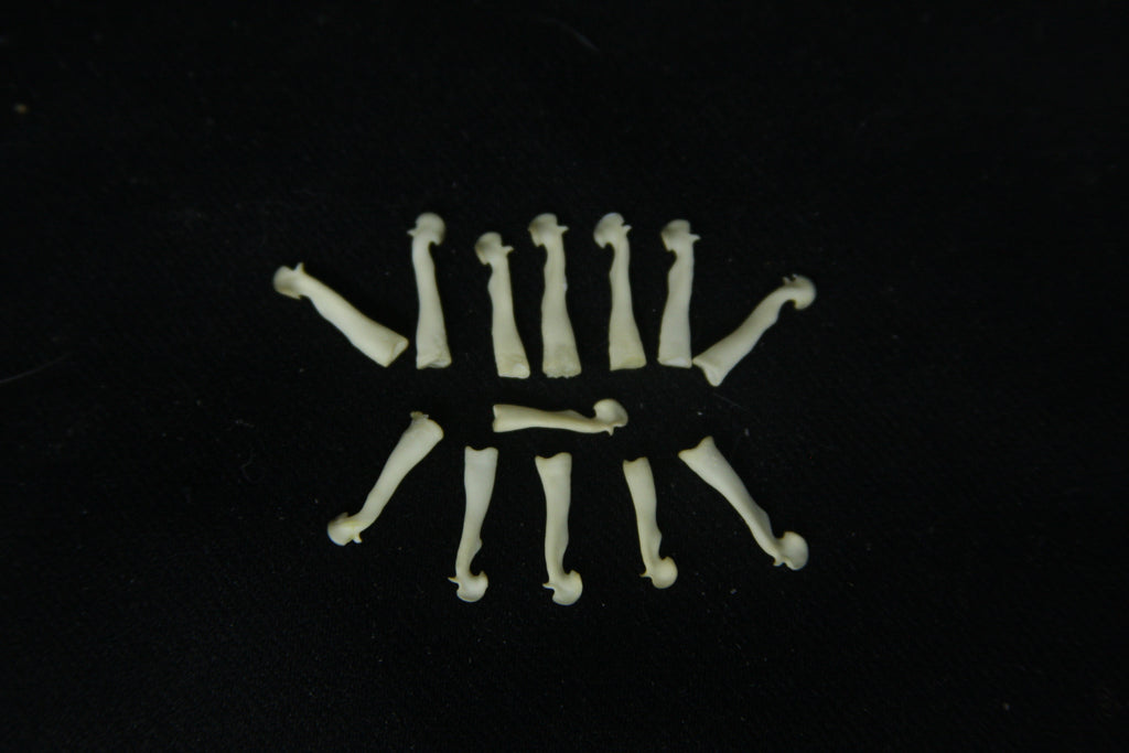 Squirrel Baculum
