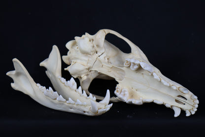 Craft Coyote Skull