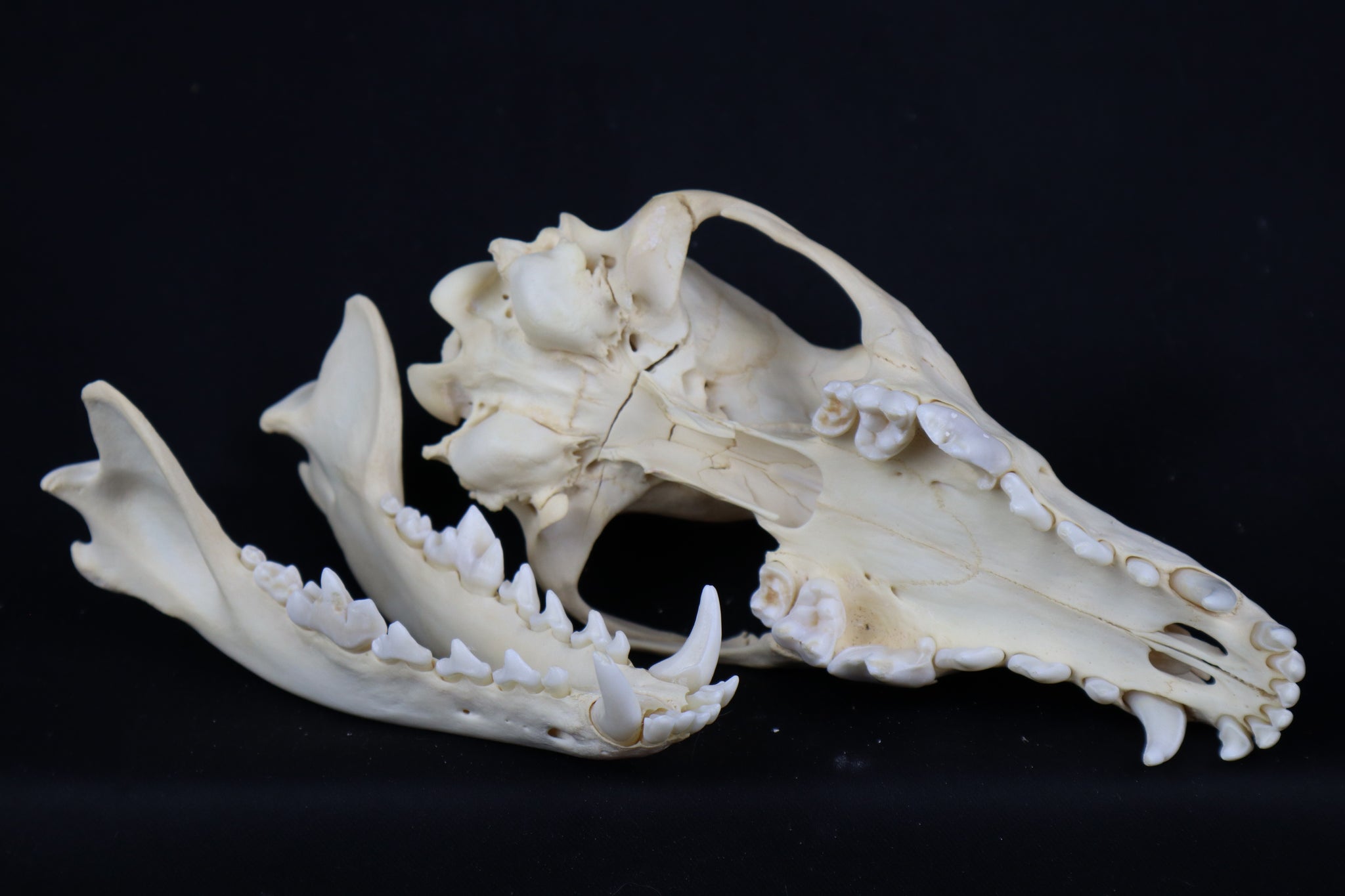 Craft Coyote Skull