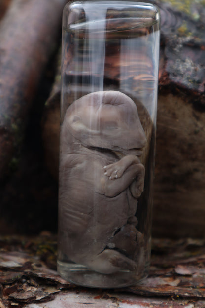 Fetal Coyote Pup Wet Specimen