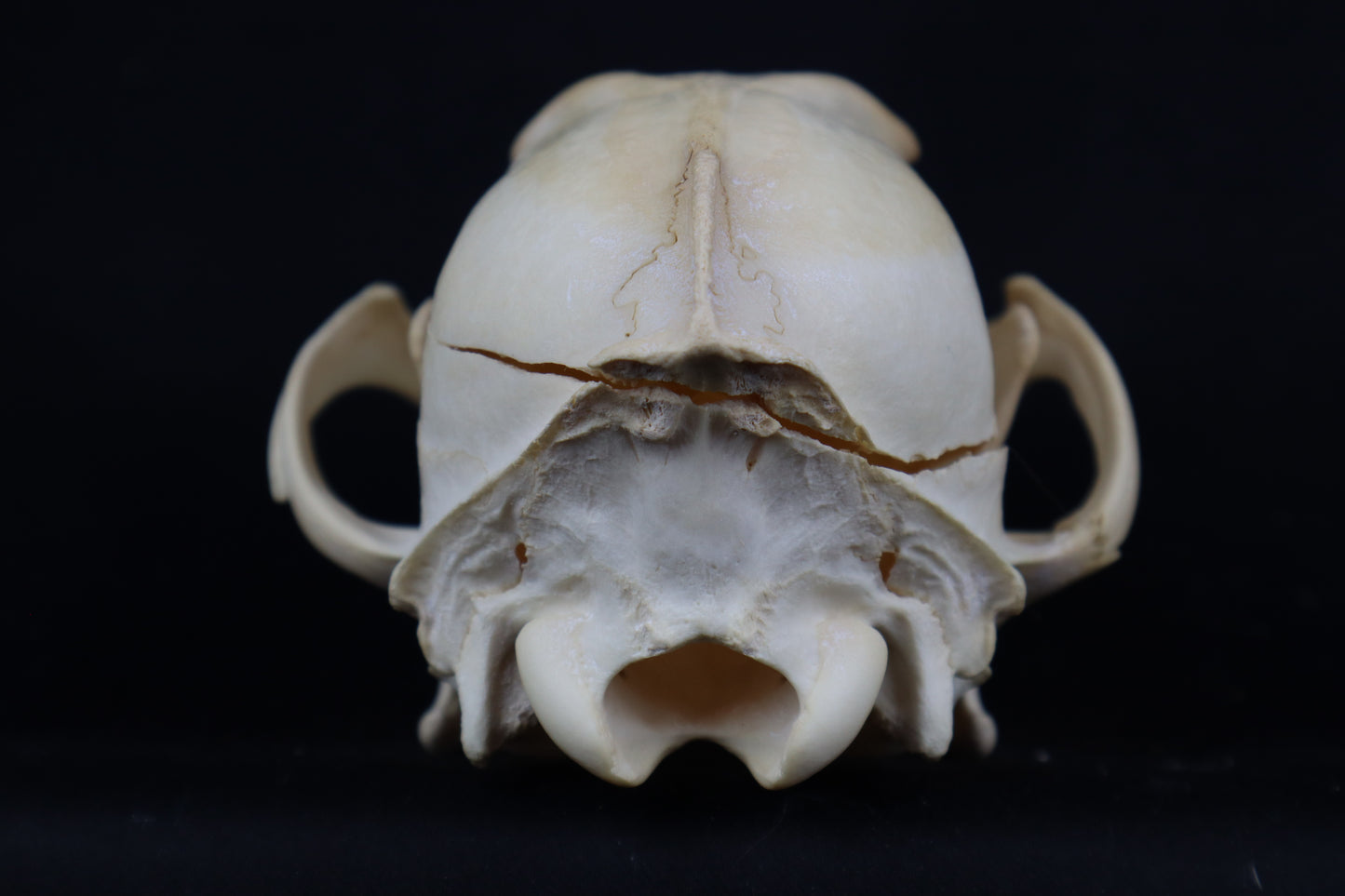 Craft Coyote Skull