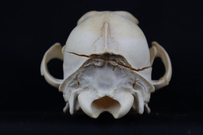Craft Coyote Skull