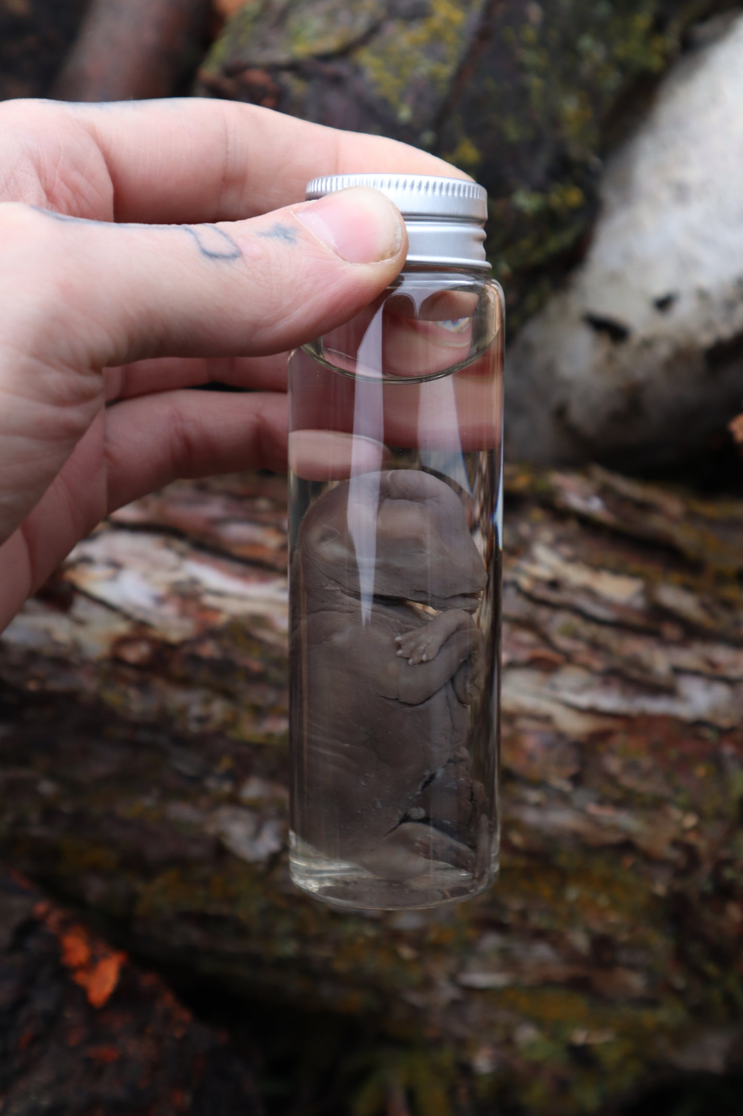 Fetal Coyote Pup Wet Specimen