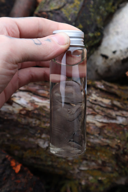 Fetal Coyote Pup Wet Specimen