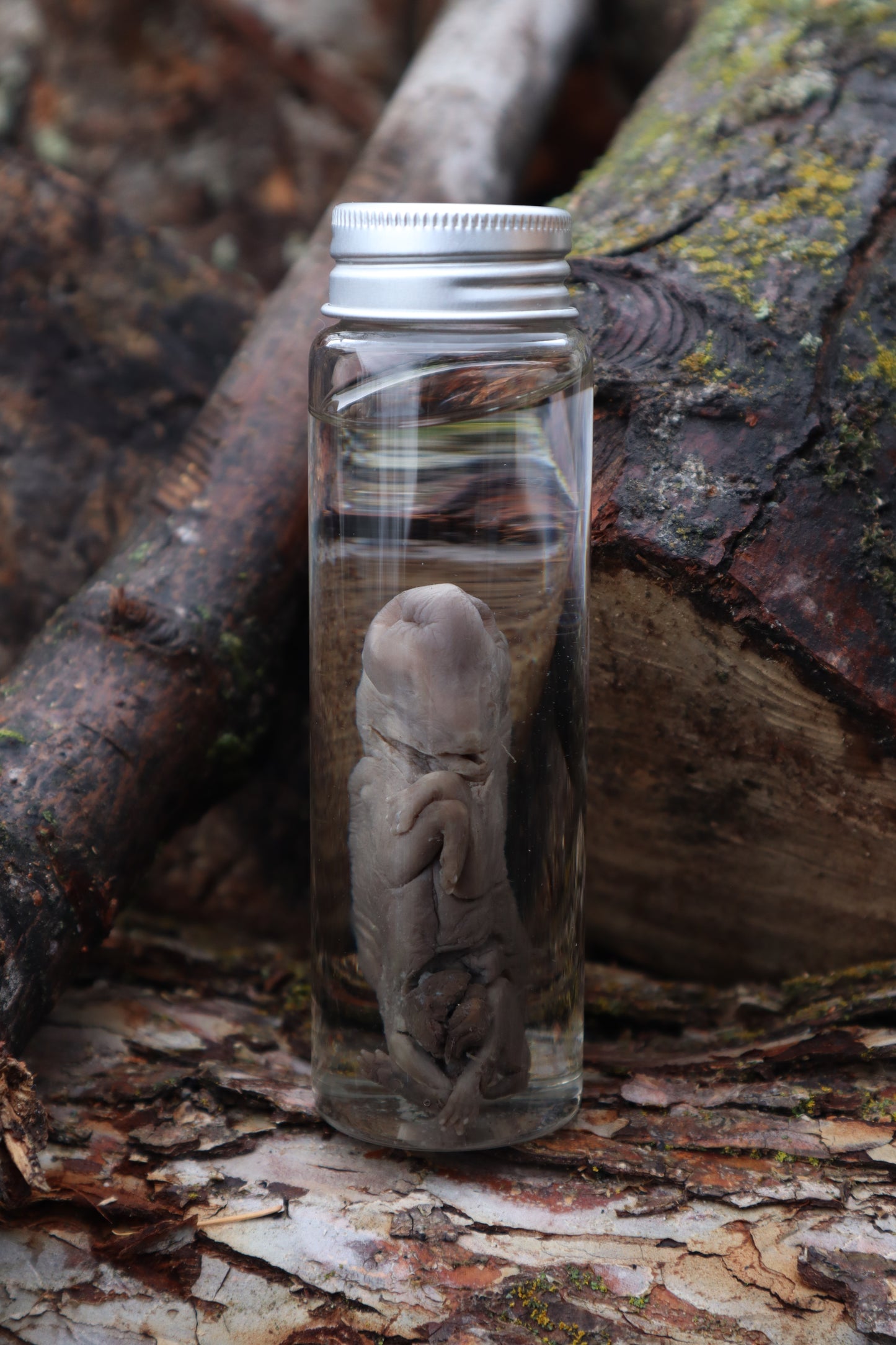 Fetal Coyote Pup Wet Specimen
