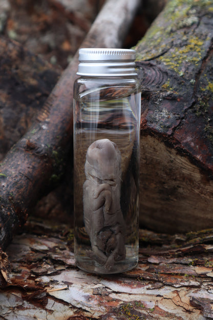 Fetal Coyote Pup Wet Specimen