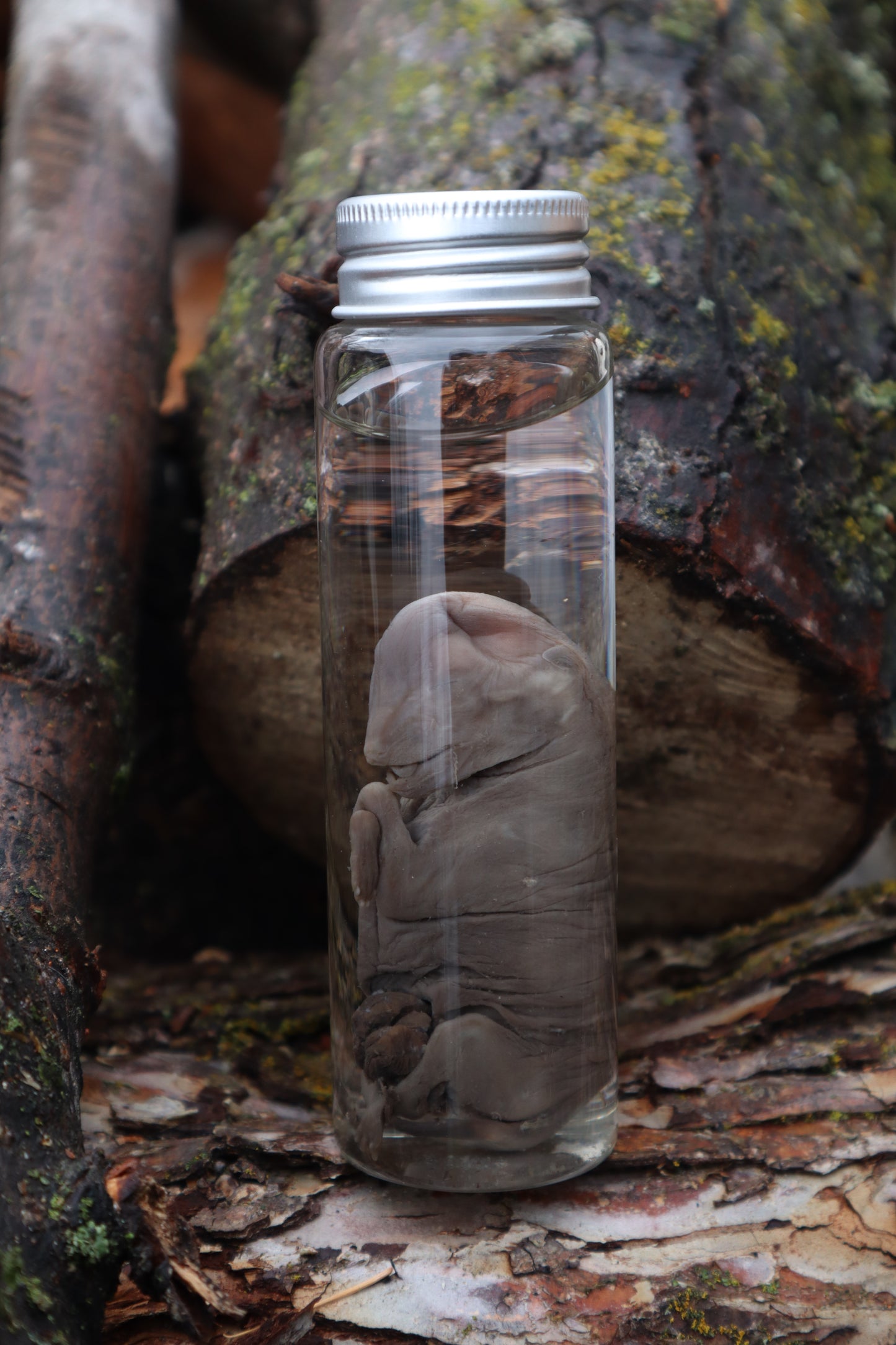 Fetal Coyote Pup Wet Specimen