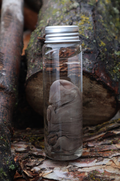Fetal Coyote Pup Wet Specimen