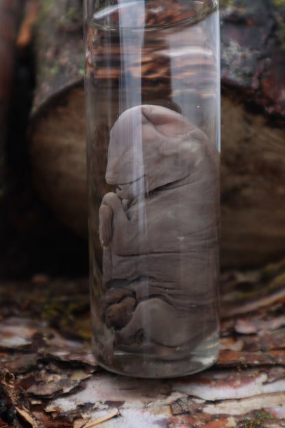Fetal Coyote Pup Wet Specimen